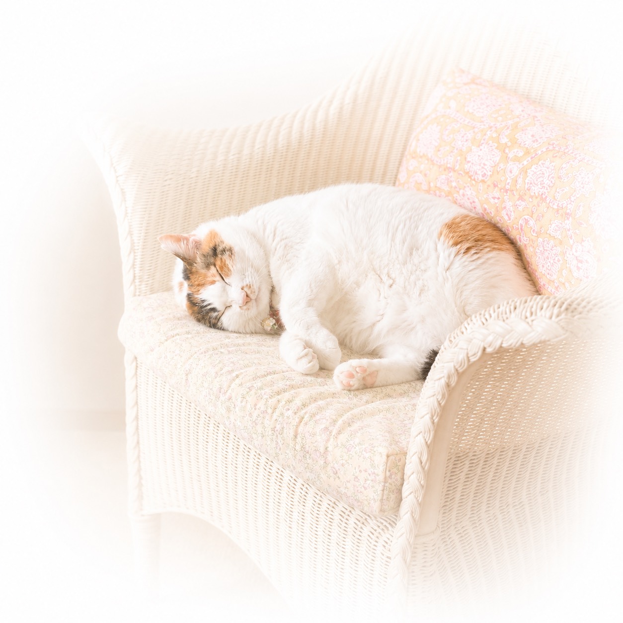 椅子で眠る猫