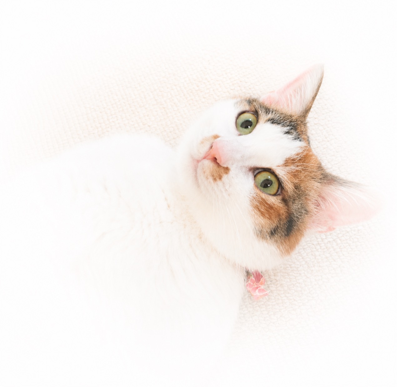 こちらを見つめる猫