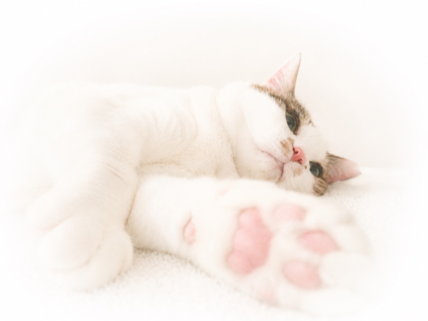 猫の肉球