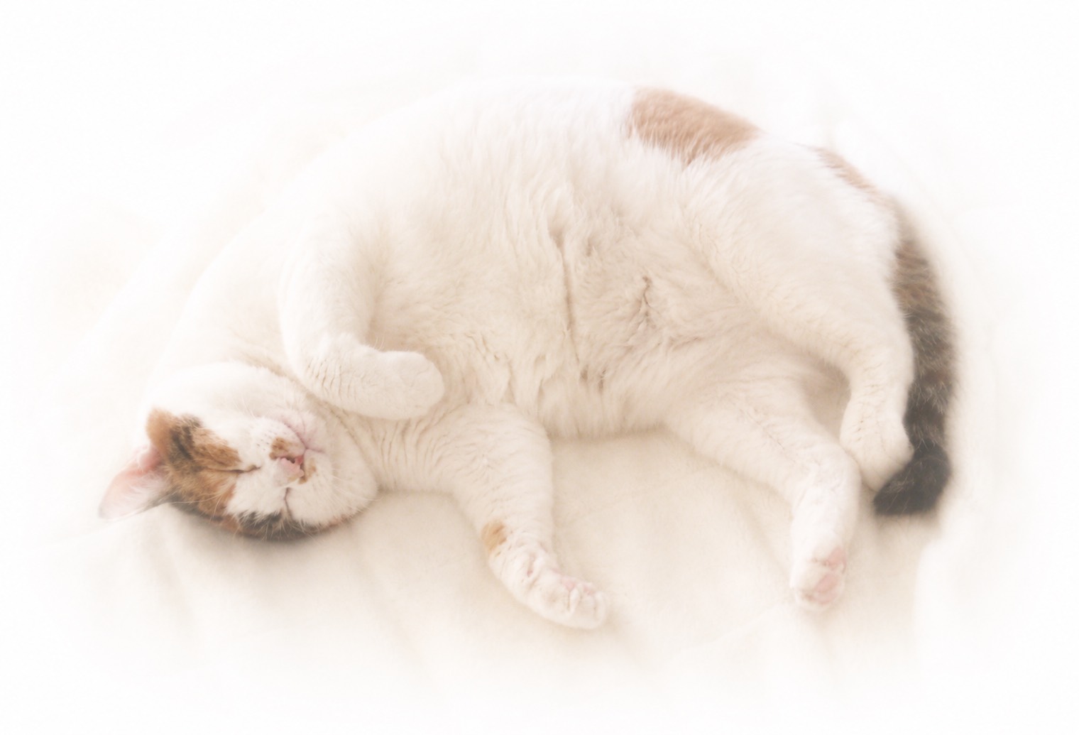安心して眠る猫